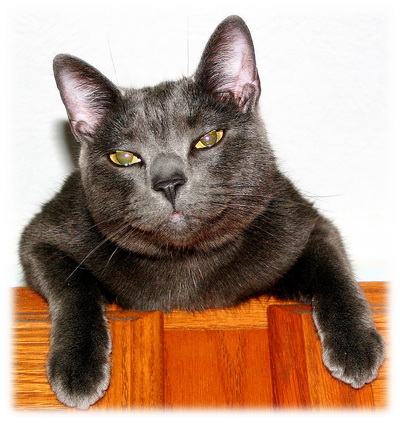 Master Twinky The Cat