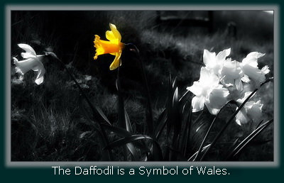 The Daffodil is the Flower of Wales