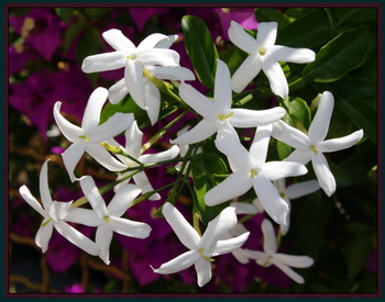 Jasmine