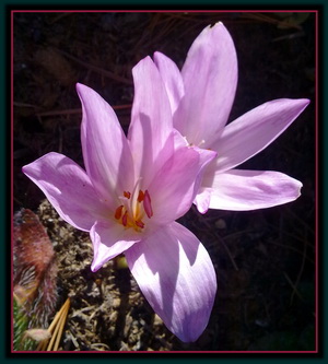 Saffron Crocus
