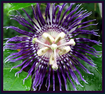Passion Flower