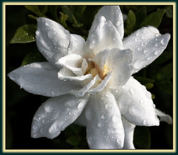Gardenia