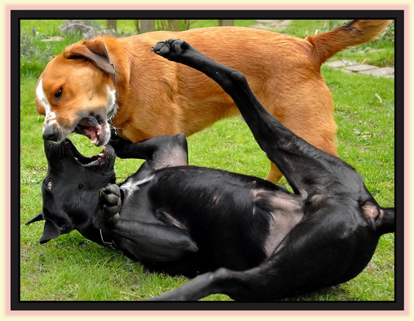 Have You Been Fighting Savagely With Someone?