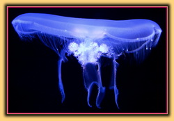 Jellyfish