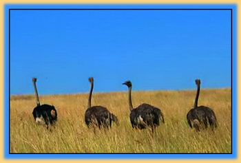 Ostriches