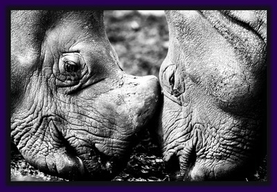 True Love Exists In The Animal World As Well!