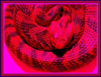 Kundalini lies coiled at the base of the spine like a sleeping serpent