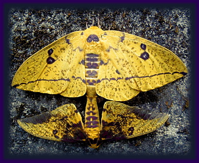 Two Moths Procreating