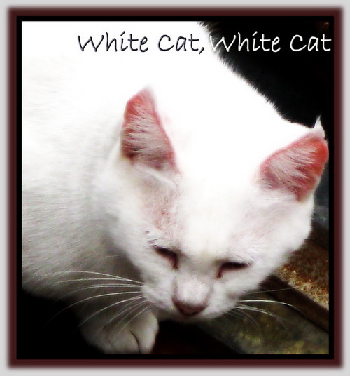White Cat, White Cat